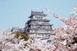 姫路城と桜吹雪-1-6