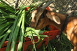 Grazing goat