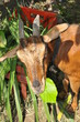 Goat closeup Goat closeup