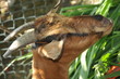 Cute goat Cute goat