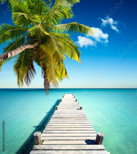 plage vacances cocotier