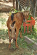 Special goat Special goat