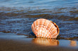 Meer und Sandstrand mit Muschel Meer und Sandstrand mit Muschel