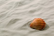 Muschel liegt im Sand am Strand Muschel liegt im Sand am Strand