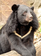 ours à collier