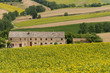 Marches (Italy) - Landscape at summer with sunflowers, farm Marches (Italy) - Landscape at summer with sunflowers, farm