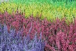 Foto: Colorful calluna heathers Colorful calluna heathers