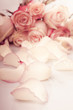 Foto: pink roses petals pink roses petals
