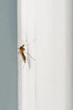 gnat macro