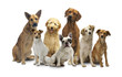 7 Hunde