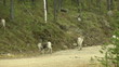 Northern deer.