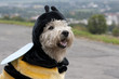 Irish Soft Coated Wheaten Terrier mit Bienenkostüm