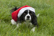 Border Collie mit Weihnachtsmütze