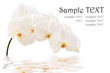 Orchidée Phalaenopsis blanc