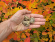 white truffles