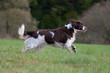 Springer Spaniel