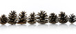 pine cones