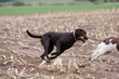 Labrador