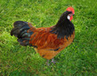 cock
