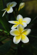 Frangipani