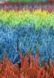 Bruyères de toutes les couleurs