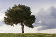Lonely Tree.