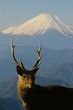 Photo: Mt. Fuji and a deer Mt. Fuji and a deer