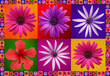 beautiful floral frame