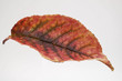 buntes Blatt im Herbst