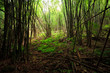 Photo: Bamboo forest Bamboo forest