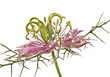 dewy flower macro