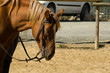 Horse Portrait