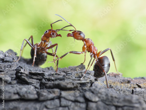 Photo: communication of ants, dialog, links communication of ants, dialog, links