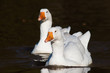 Two gooses swimming