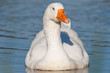 Closeup of a goose