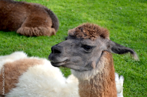Photo: Funny Alpaca Prufile Funny Alpaca Prufile