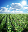 Potato field Potato field