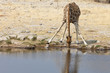 Giraffe am Wasserloch