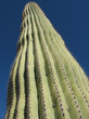Cactus Américain