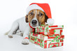 dog dressed up as santa