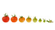 Evolution of red tomato isolated on white background