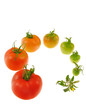 Evolution of red tomato isolated on white background