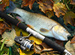 The European Chub (Squalius cephalus). The European Chub (Squalius cephalus).