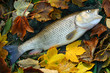 The European Chub (Squalius cephalus). The European Chub (Squalius cephalus).