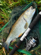 The European Chub (Squalius cephalus). The European Chub (Squalius cephalus).