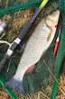 The European Chub (Squalius cephalus). The European Chub (Squalius cephalus).