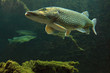 Underwater Photo of a Big Pike (Esox Lucius). Underwater Photo of a Big Pike (Esox Lucius).