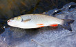 The European Chub (Squalius cephalus) on ice . The European Chub (Squalius cephalus) on ice .