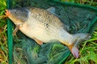 The Common carp (Cyprinus carpio). The Common carp (Cyprinus carpio).