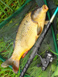 The Common carp (Cyprinus carpio). The Common carp (Cyprinus carpio).